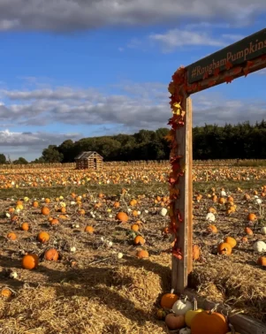 Pumpkins 2026 Field 8