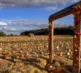 Pumpkins 2026 Field 8