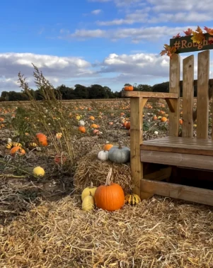 Pumpkins 2026 Field 9