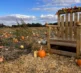 Pumpkins 2026 Field 9