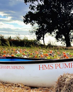 Pumpkins 2026 Field 10