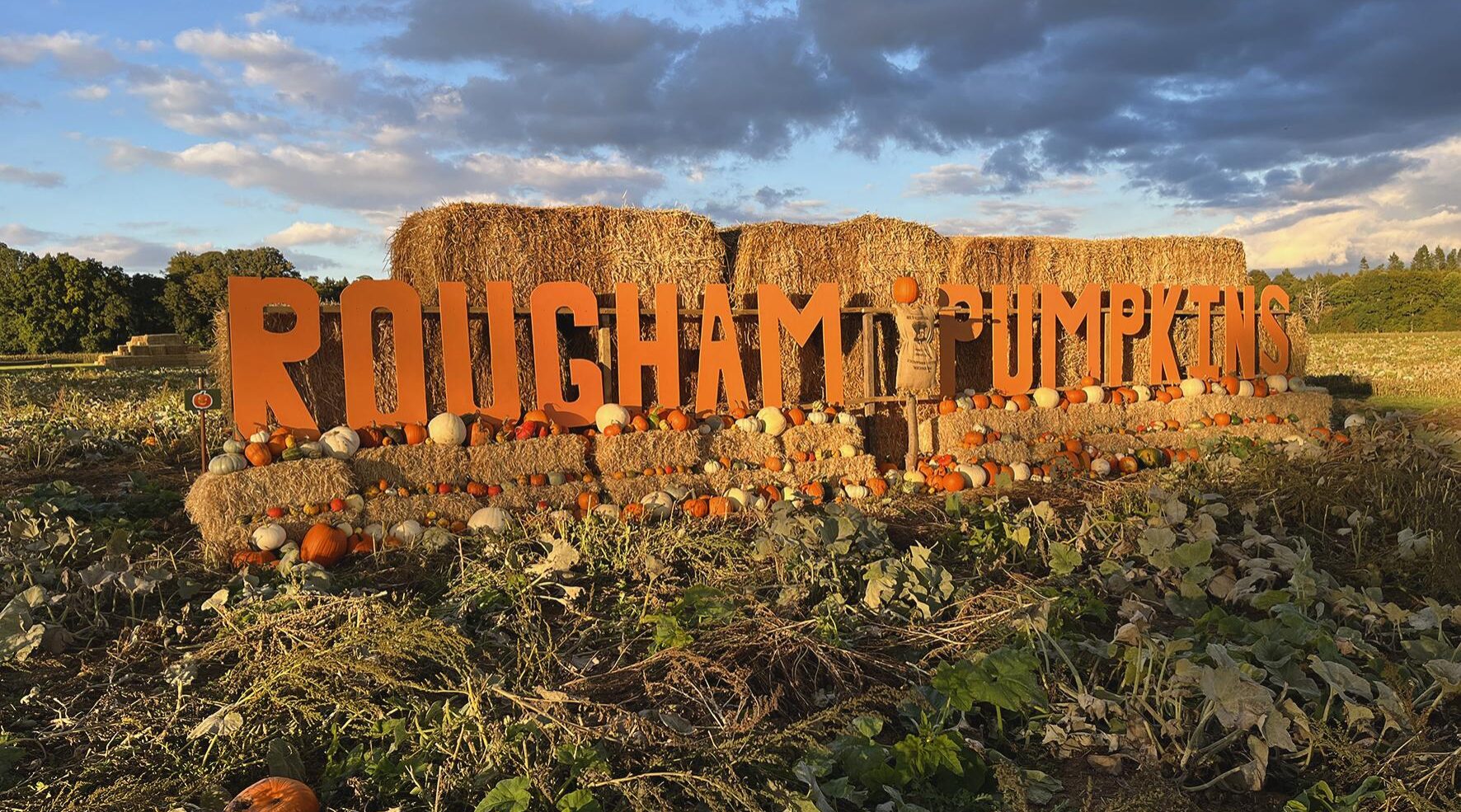 Rougham Pumpkin Patch