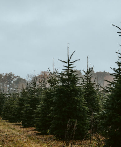 christmas-tree-plantation-img