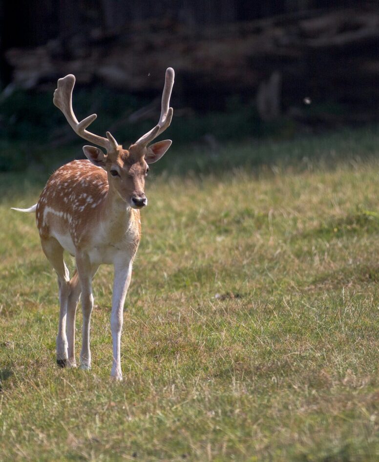 Rougham Estate Deer Management: Balance and Conservation