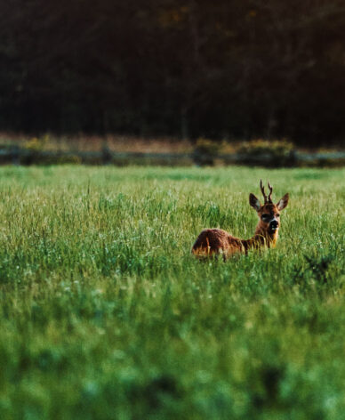 Roe Deer Rougham Landscape