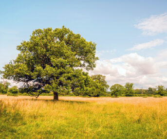 Rougham Estate Tree 2