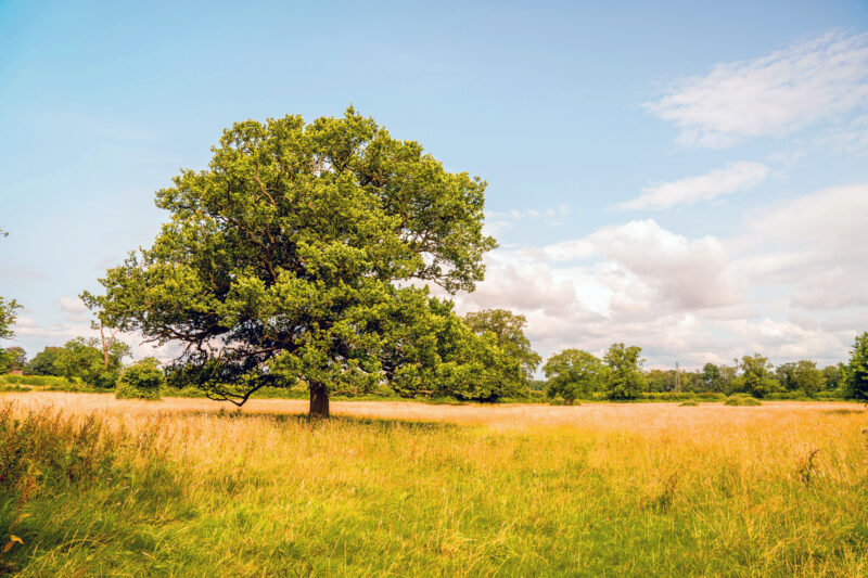 Rougham Estate Tree 2