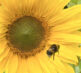 Sunflower Bee 1