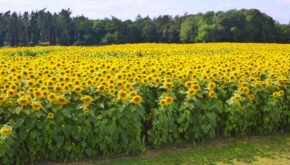Sunflower Field 1