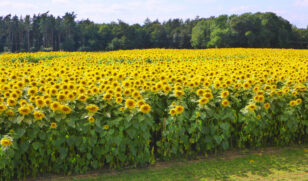 Sunflower Field 1