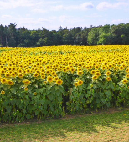 Sunflower Field 1