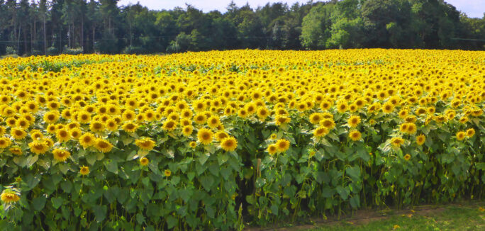 Sunflower Field 1