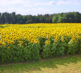 Sunflower Field 1