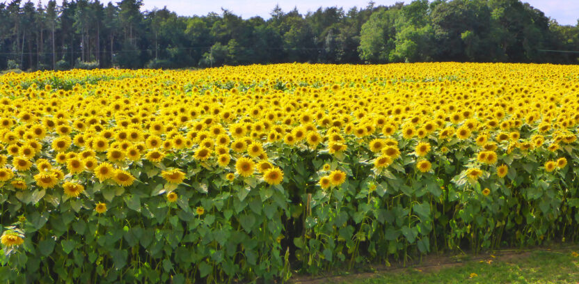 Sunflower Field 1