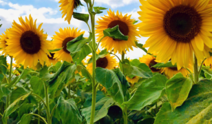 Sunflowers 5