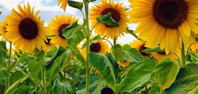 Sunflowers 5