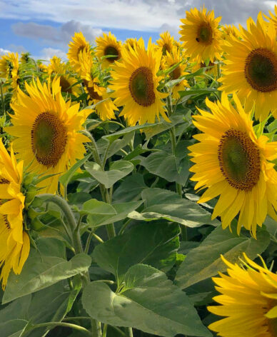 Sunflowers 18