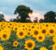 Sunflowers 24 wide