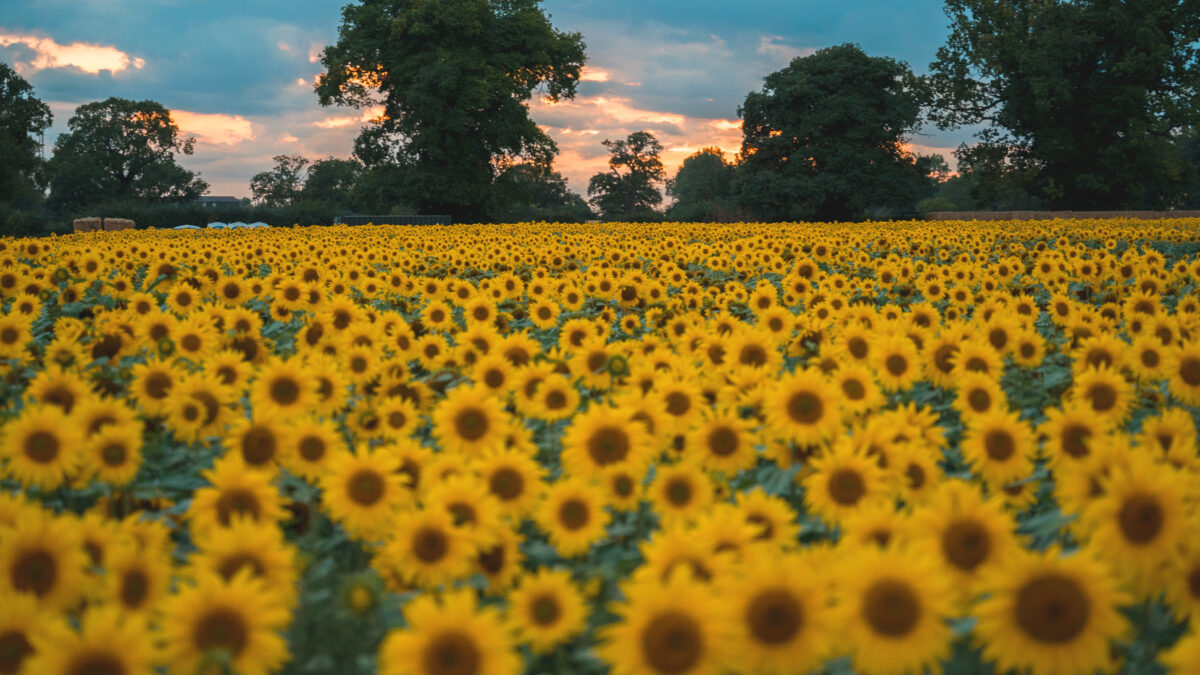 Sunflowers 25 wide