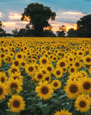 Sunflowers 26 wide