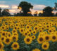 Sunflowers 26 wide