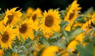 Sunflowers 27 wide