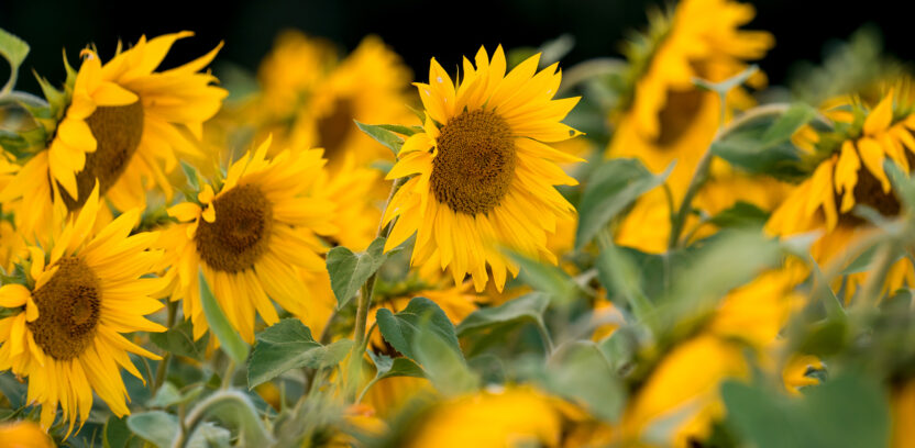 Sunflowers 27 wide