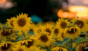 Sunflowers 28 wide