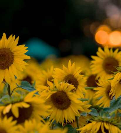 Sunflowers 28 wide