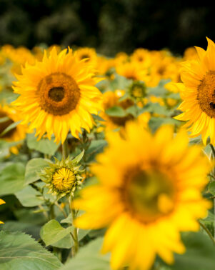 Sunflowers 30 wide