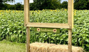 Sunflowers Frame