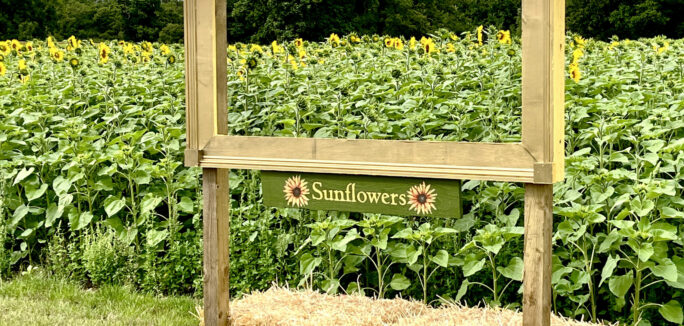 Sunflowers Frame