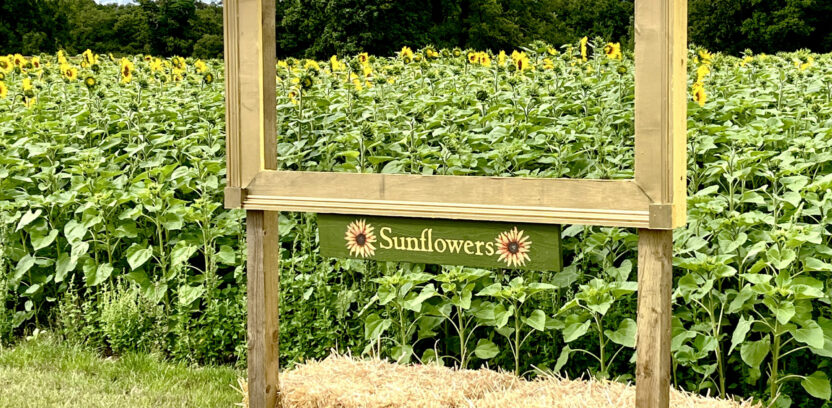 Sunflowers Frame