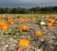 Pumpkins Field 1