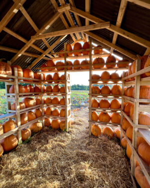 Pumpkins House 2