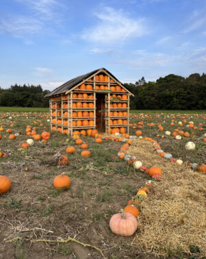 Pumpkins House 5
