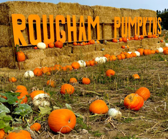 Pumpkins Rougham Pumpkins 1