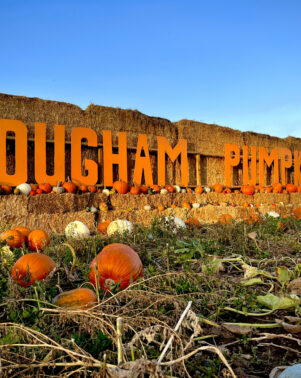 Pumpkins Rougham Pumpkins 2