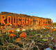 Pumpkins Rougham Pumpkins 2