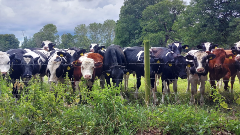 cows
