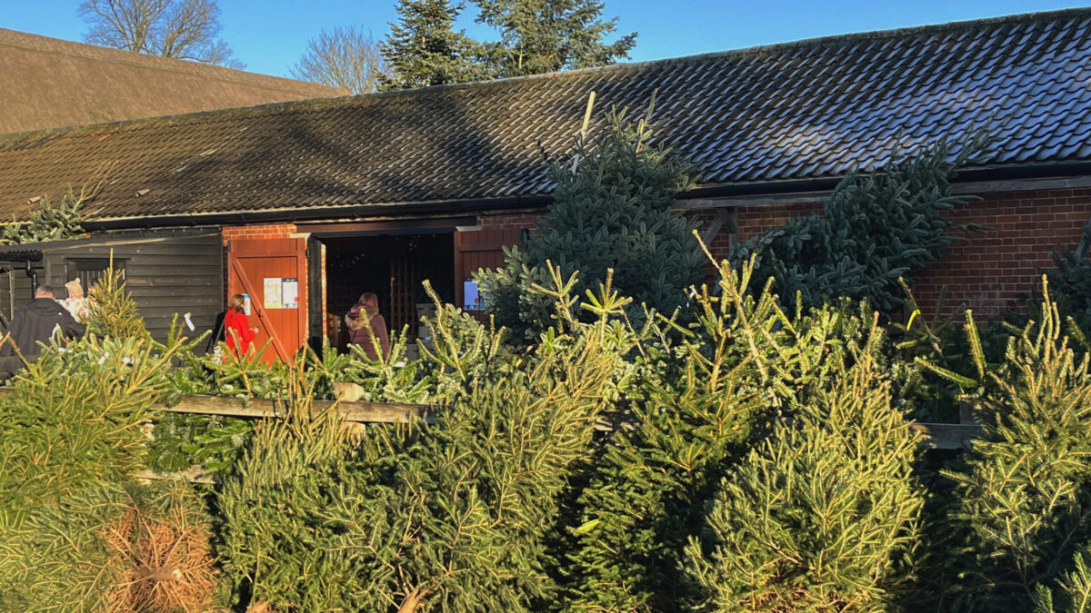 Tree Sales Area at Blackthorpe Barn