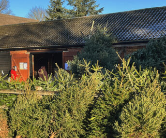 Tree Sales Area at Blackthorpe Barn