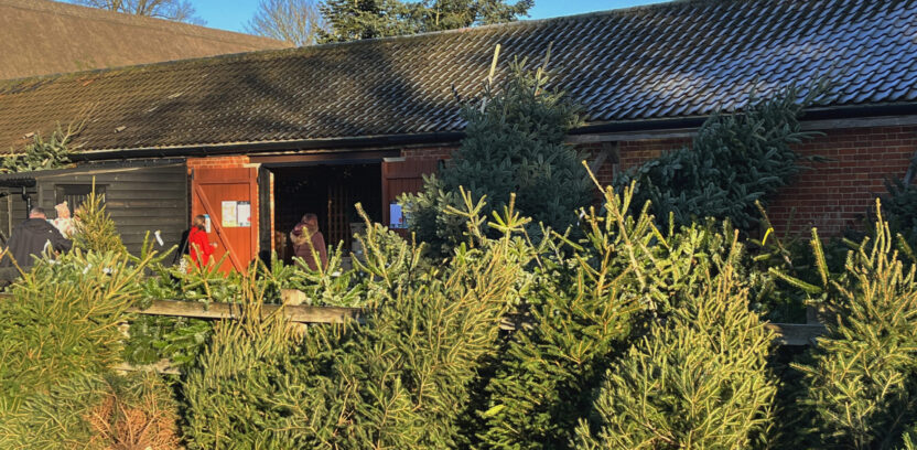 Tree Sales Area at Blackthorpe Barn