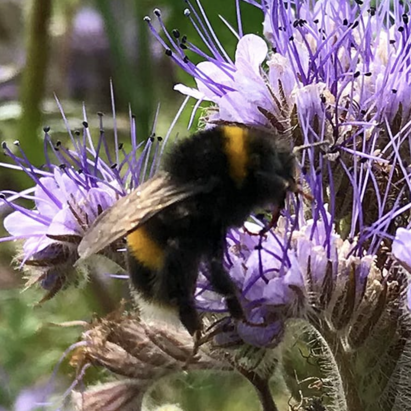 Conservation Bee