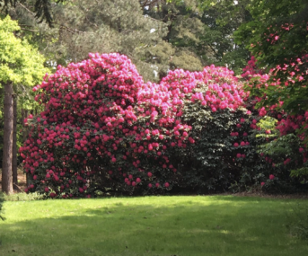 Conservation Rhododendron