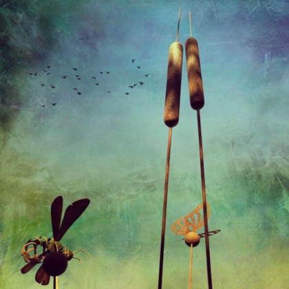 Hornet-Butterfly-Bulrushes-add-movement-to-your-garden