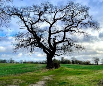 Tree on Downs Wood walk