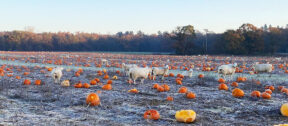 Pumpkins and sheep 3 Dec23 LS