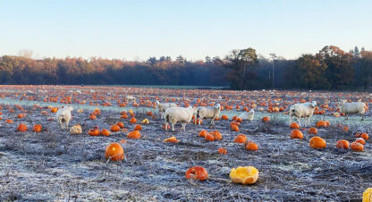 Pumpkins and sheep 3 Dec23 LS