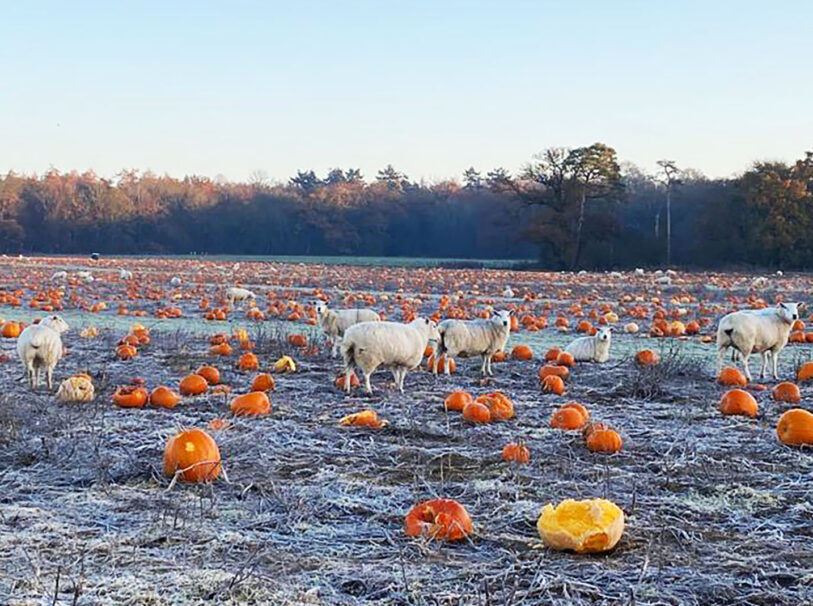 Pumpkins and sheep 3 Dec23 LS
